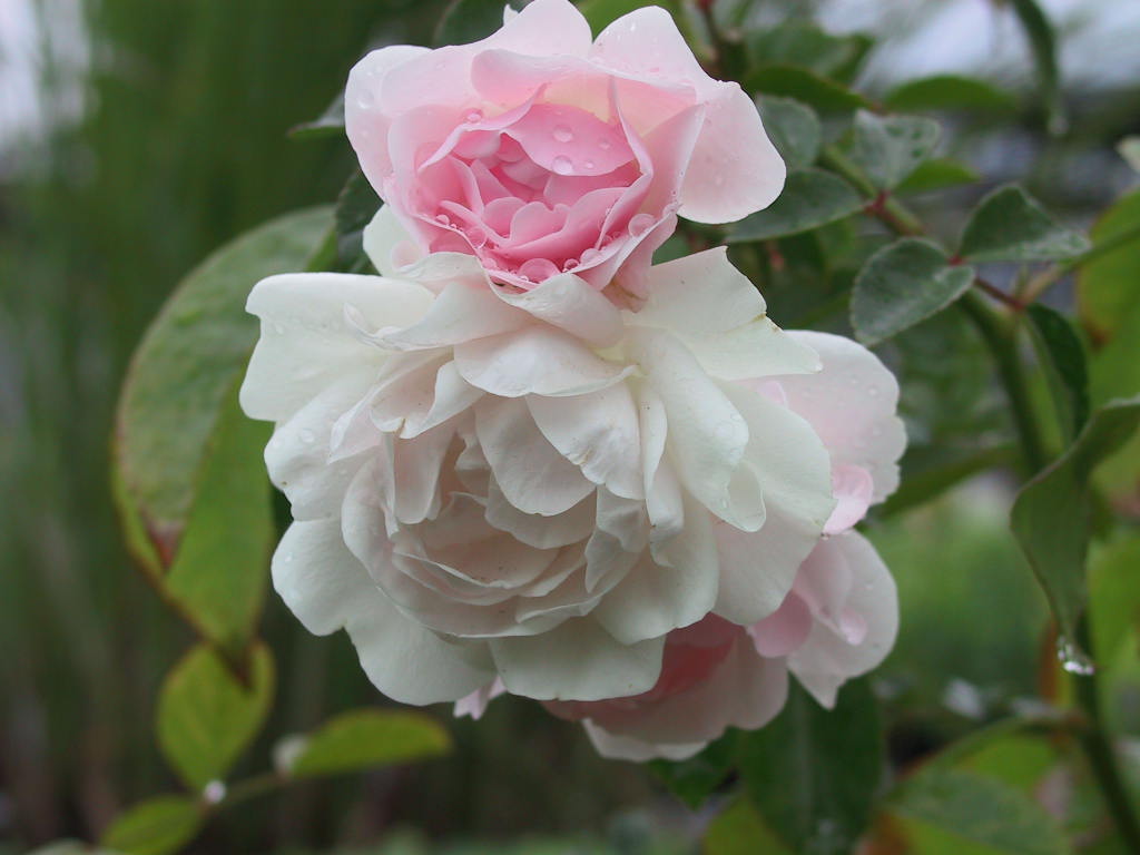 Strauchrose Sea Foam 01.jpg